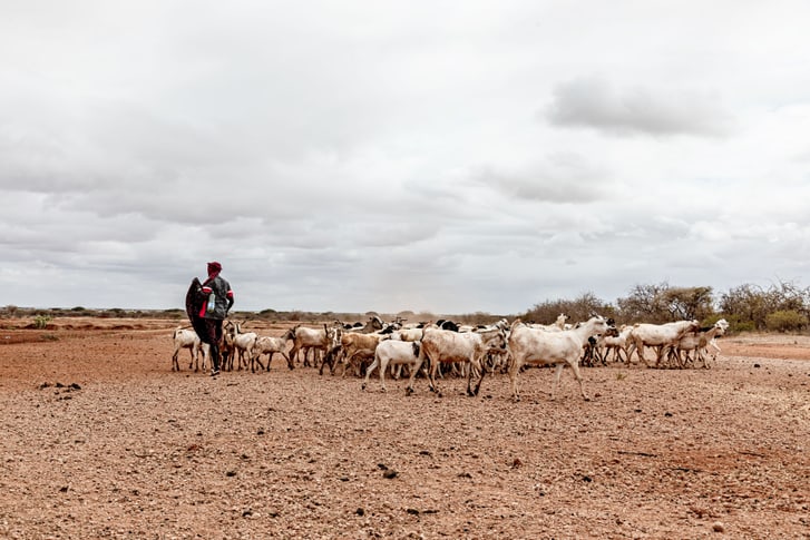 Un gardien de chèvres au Kenya